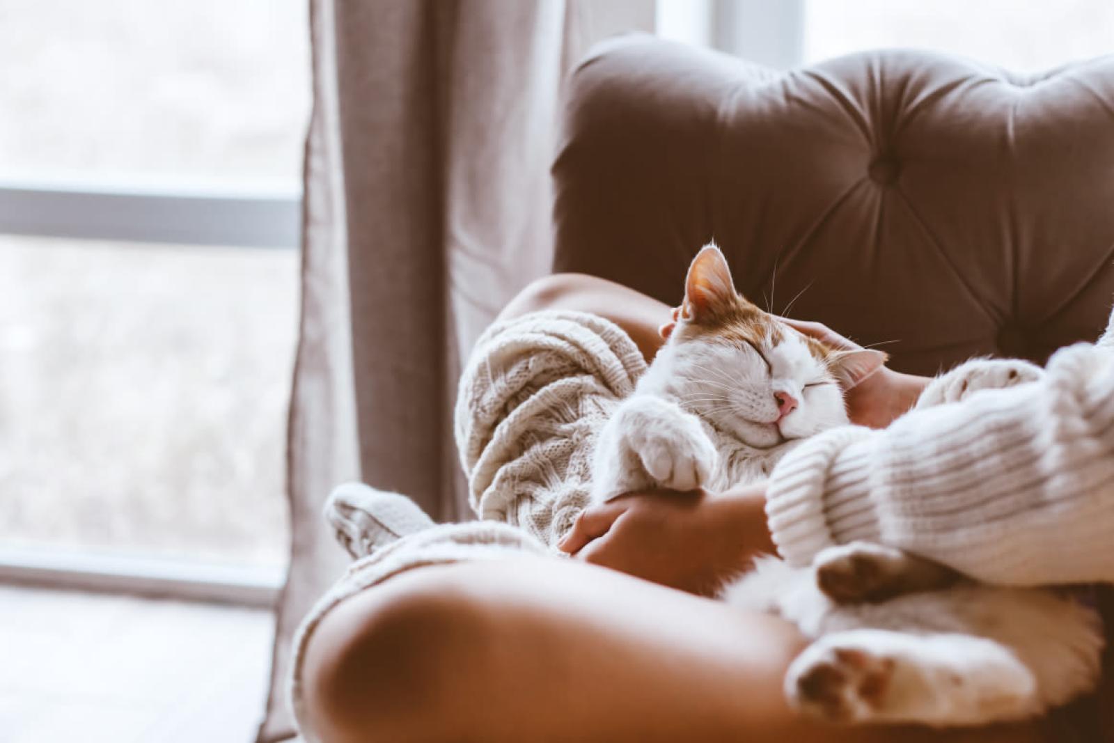 A cozy scene of a person holding a relaxed, sleeping cat on their lap in a warmly lit room.
