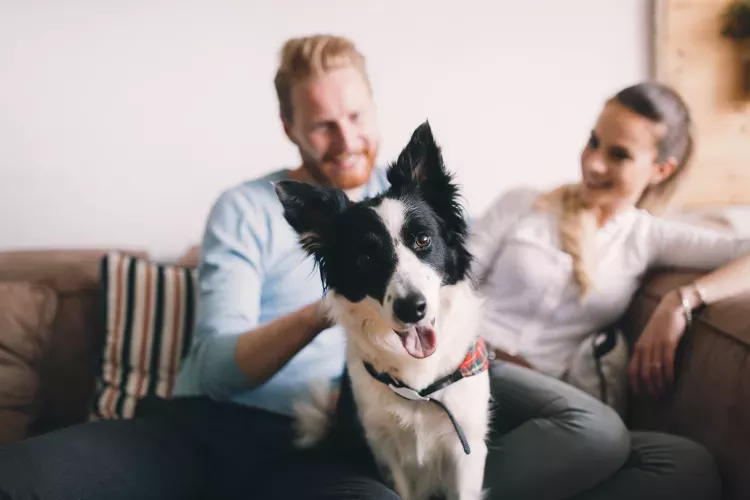 A happy black and white dog sitting on a couch with its owners smiling in the background.