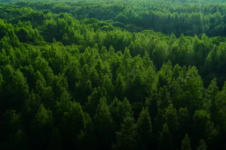 Sustainability