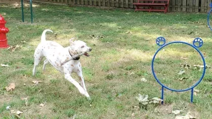 A playful dog enjoying the dedicated pet park at North River Place Apartments, featuring agility equipment, a red fire hydrant, and shaded seating areas