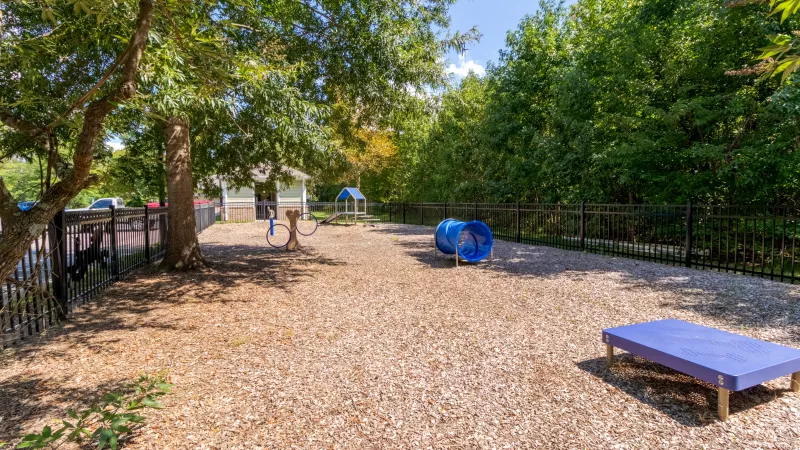 Outdoor dog park with wood chip ground, a blue tunnel, purple platform, surrounded by trees and a black fence.