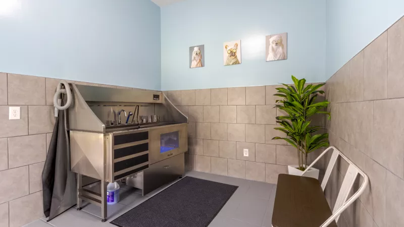 Clean pet wash station with stainless steel tub, grey tiled walls, light blue upper wall, a bench, and dog artwork.