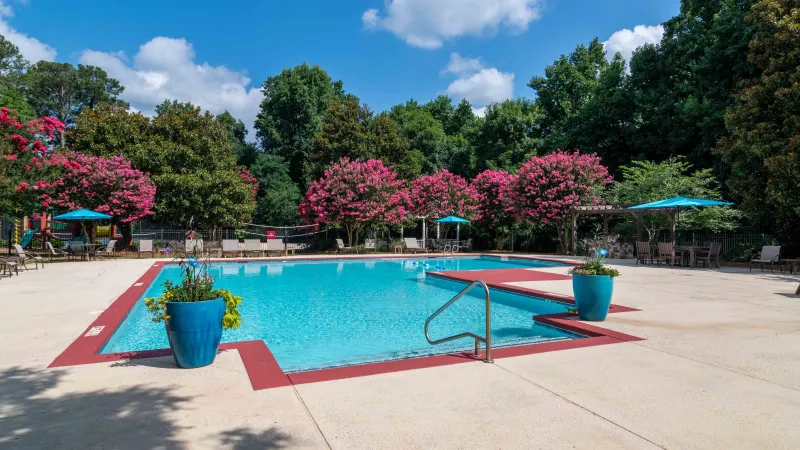 Outdoor swimming pool with blue water, red trim, vibrant pink flowering trees, and blue umbrellas under a sunny sky.