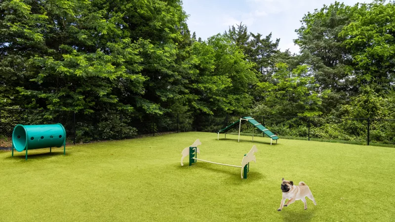 A small tan pug runs happily across a grassy dog park with agility equipment, including a green tunnel, a jump bar with dog-shaped cutouts, and a ramp, surrounded by tall green trees under a partly cloudy sky.