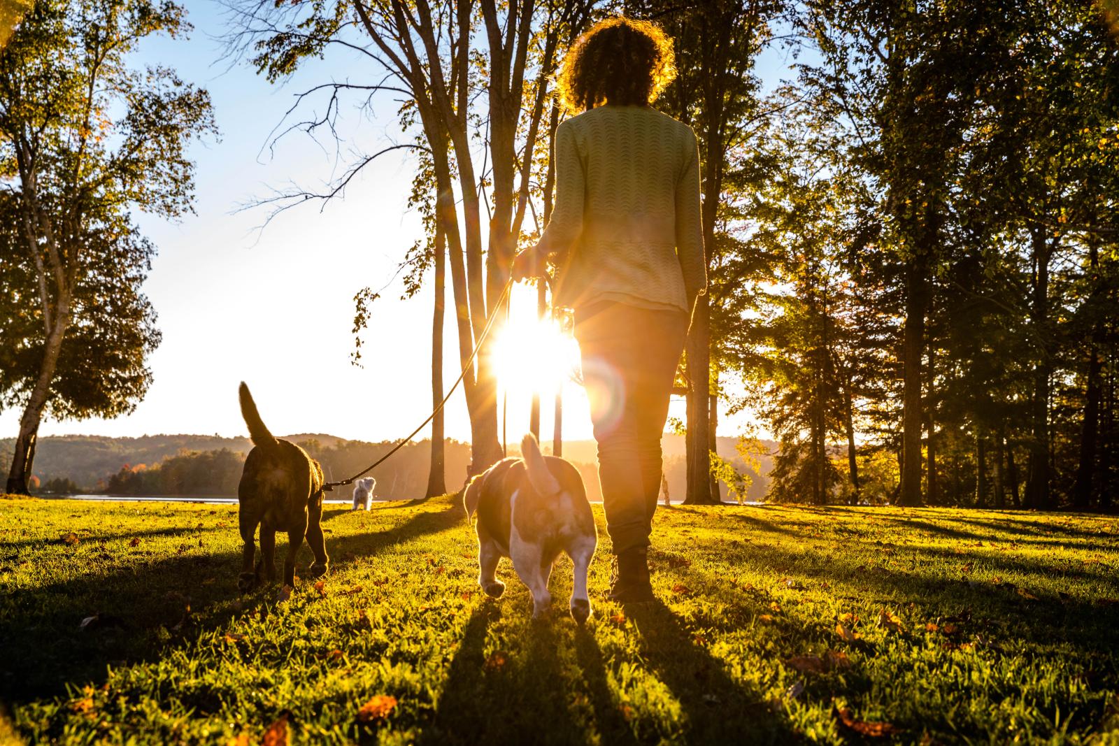 A person walking two dogs on a sunny day through a grassy park, with the warm glow of the sunset filtering through the trees.