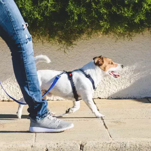 Small dog being walked