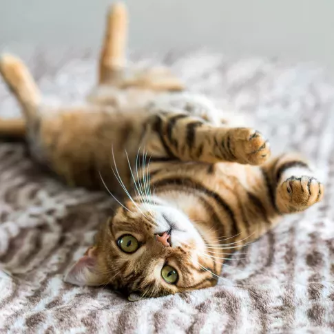 A close-up of a playful orange tabby cat lying on its back on a soft, patterned blanket.