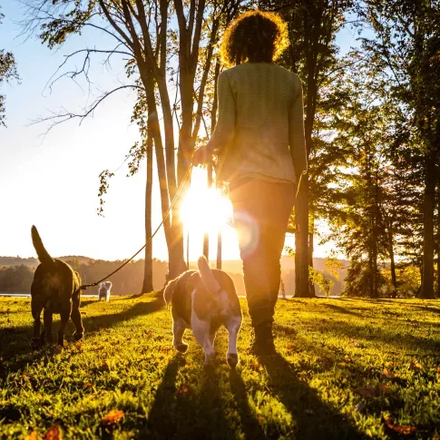 A person walking two dogs on a sunny day through a grassy park, with the warm glow of the sunset filtering through the trees.