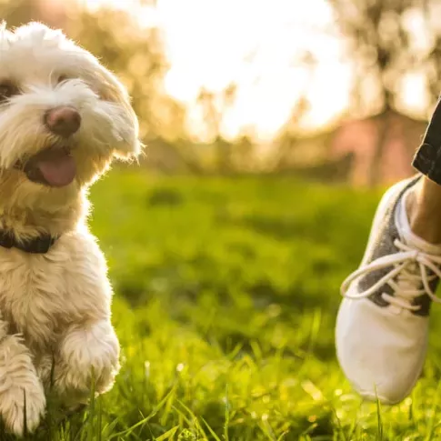  Small white dog happily running through the grass, with a person’s leg in the background, enjoying a lively outdoor moment in the sunlight.