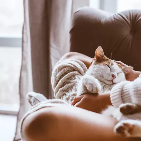 A cozy scene of a person holding a relaxed, sleeping cat on their lap in a warmly lit room.