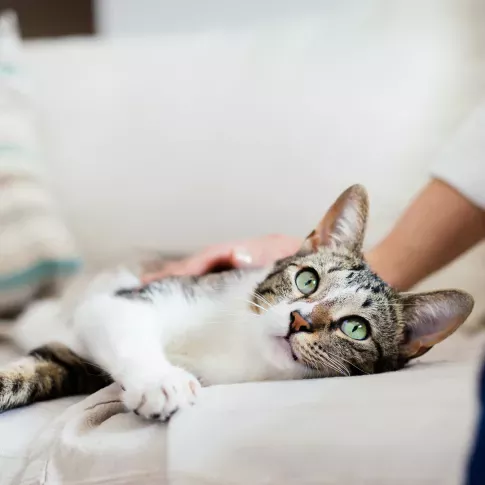 A relaxed tabby cat with green eyes lies on a sofa, being gently petted by a person in a light-colored shirt.