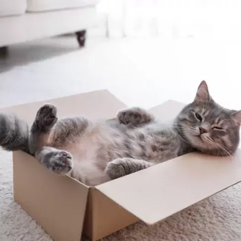 A relaxed gray cat lounges comfortably in a cardboard box on a soft carpet, exuding a playful and cozy vibe.