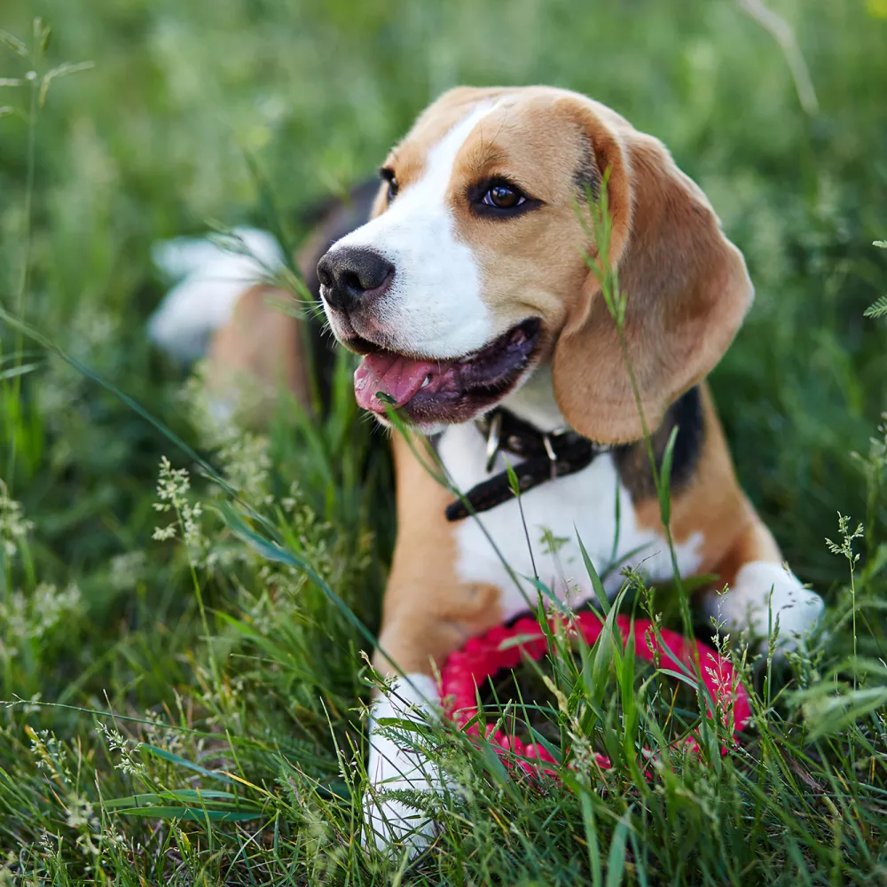 Happy tri-color beagle dog lying in green grass with a red toy near its paws, looking right.