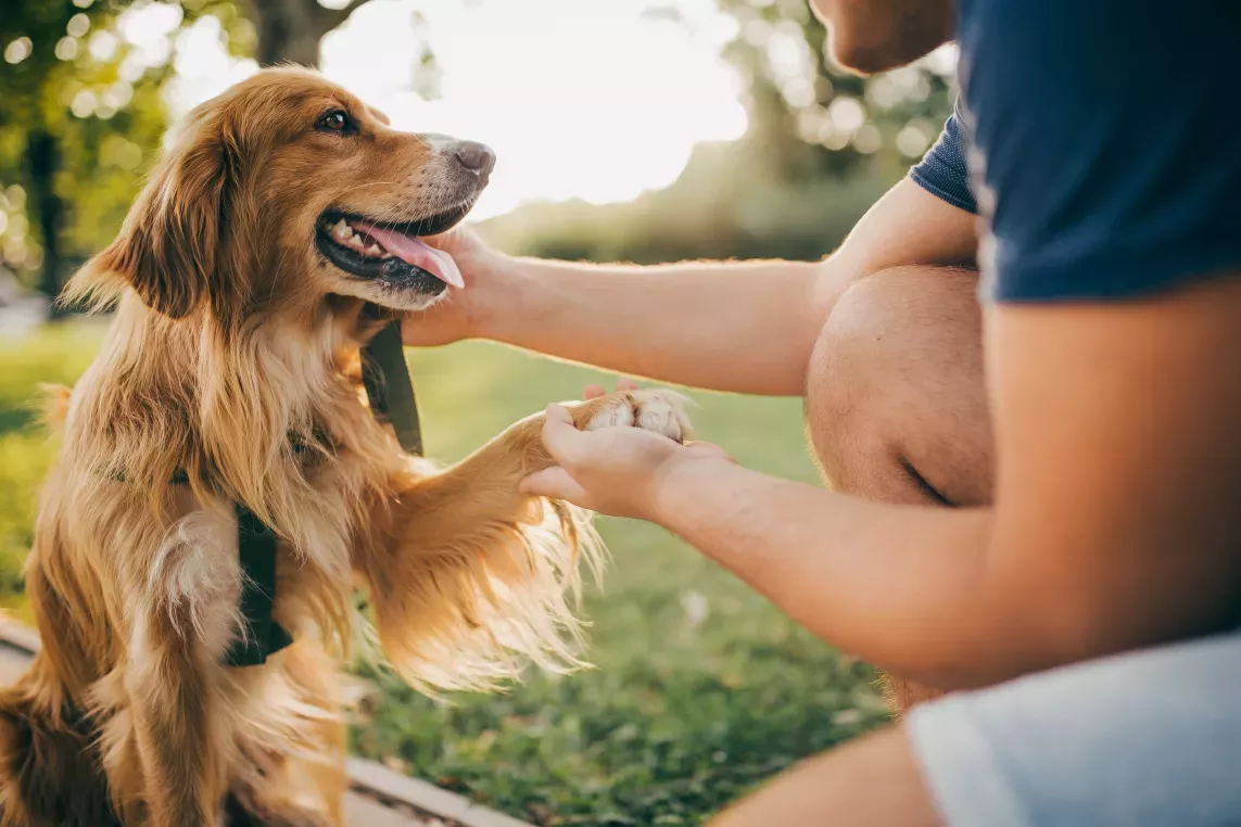 Golden retriever paw in the hand of owner