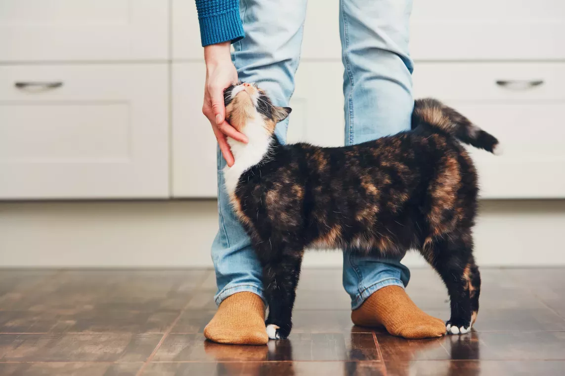 Person standing in a modern kitchen while a friendly cat affectionately rubs against their legs. The scene highlights a cozy, pet-friendly home with a warm and inviting atmosphere.