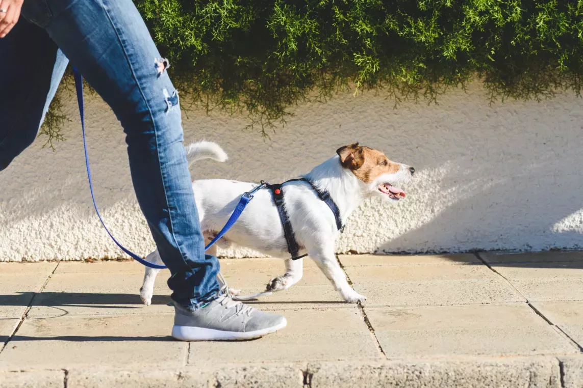 Small dog being walked