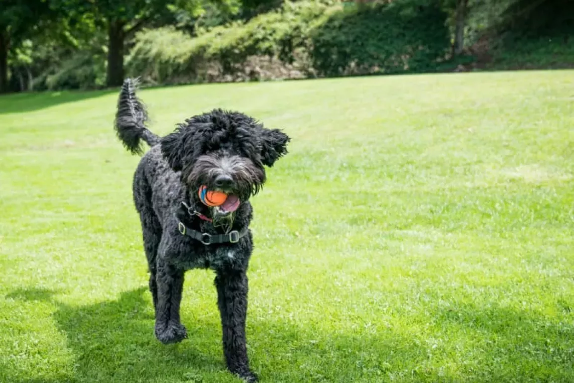 A playful black dog with a ball in its mouth runs happily across a grassy field, enjoying its time outdoors.