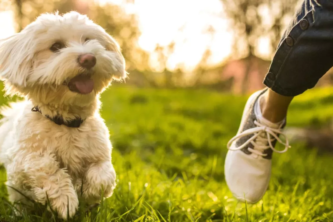 Small white dog happily running through the grass, with a person’s leg in the background, enjoying a lively outdoor moment in the sunlight.