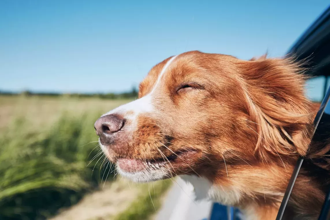 Dog enjoying a car ride with its head out of the window, eyes squinting in the sunlight and fur blowing in the breeze, radiating pure joy.