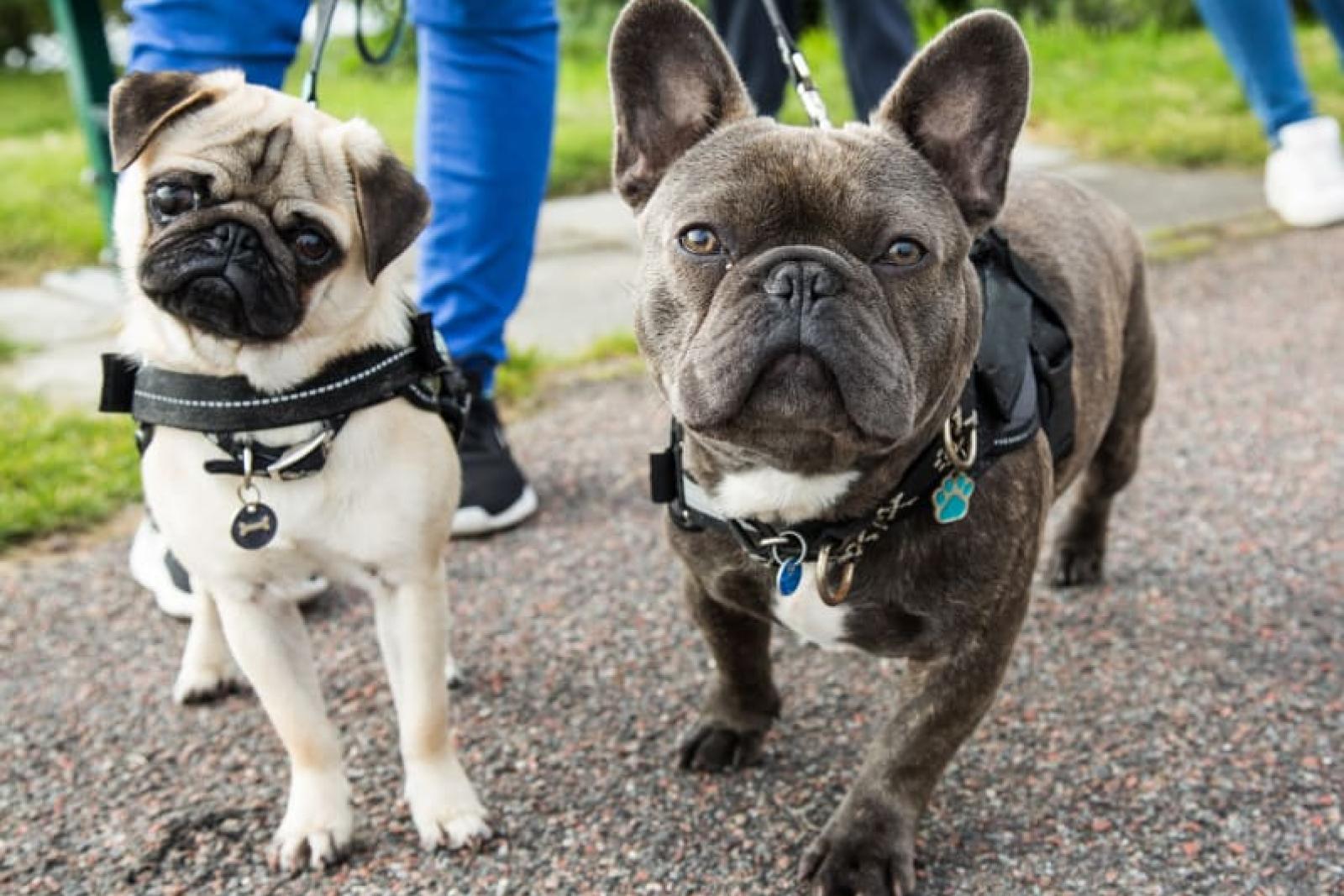Two dogs on leashes walking outdoors, a pug on the left and a French bulldog on the right, with people in the background enjoying a park setting.