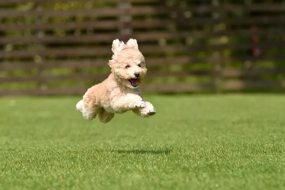 White, fluffy dog running on the grass