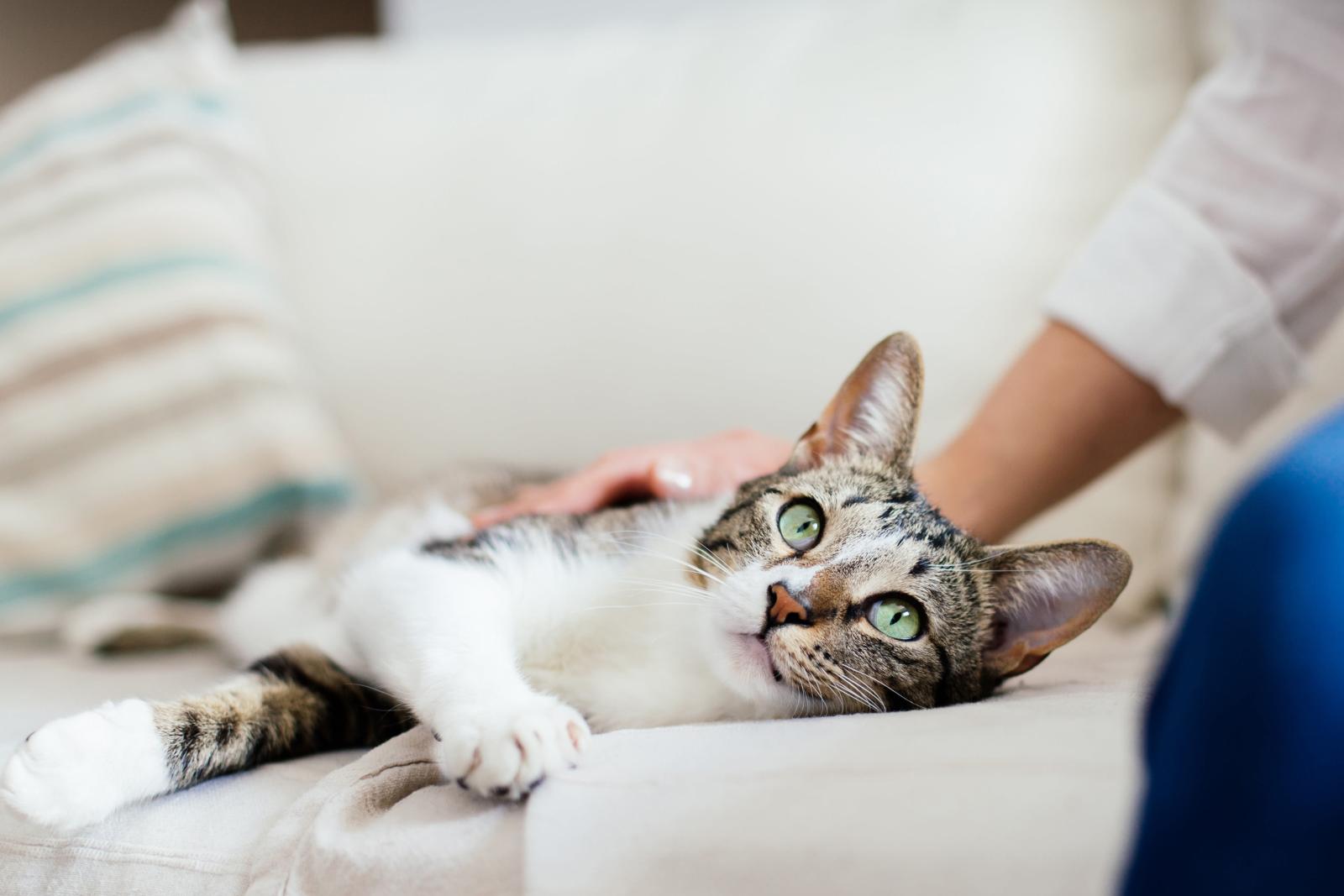 A relaxed tabby cat with green eyes lies on a sofa, being gently petted by a person in a light-colored shirt.