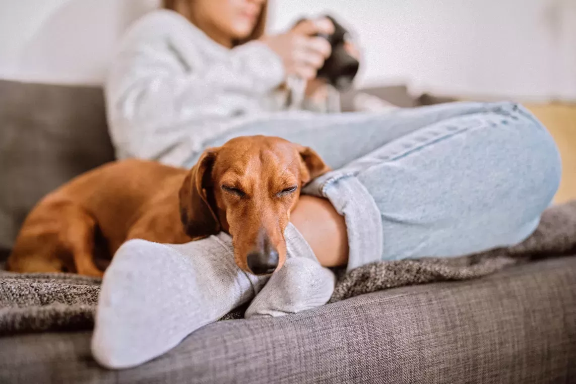 A dachshund sleeping on its owners ankle