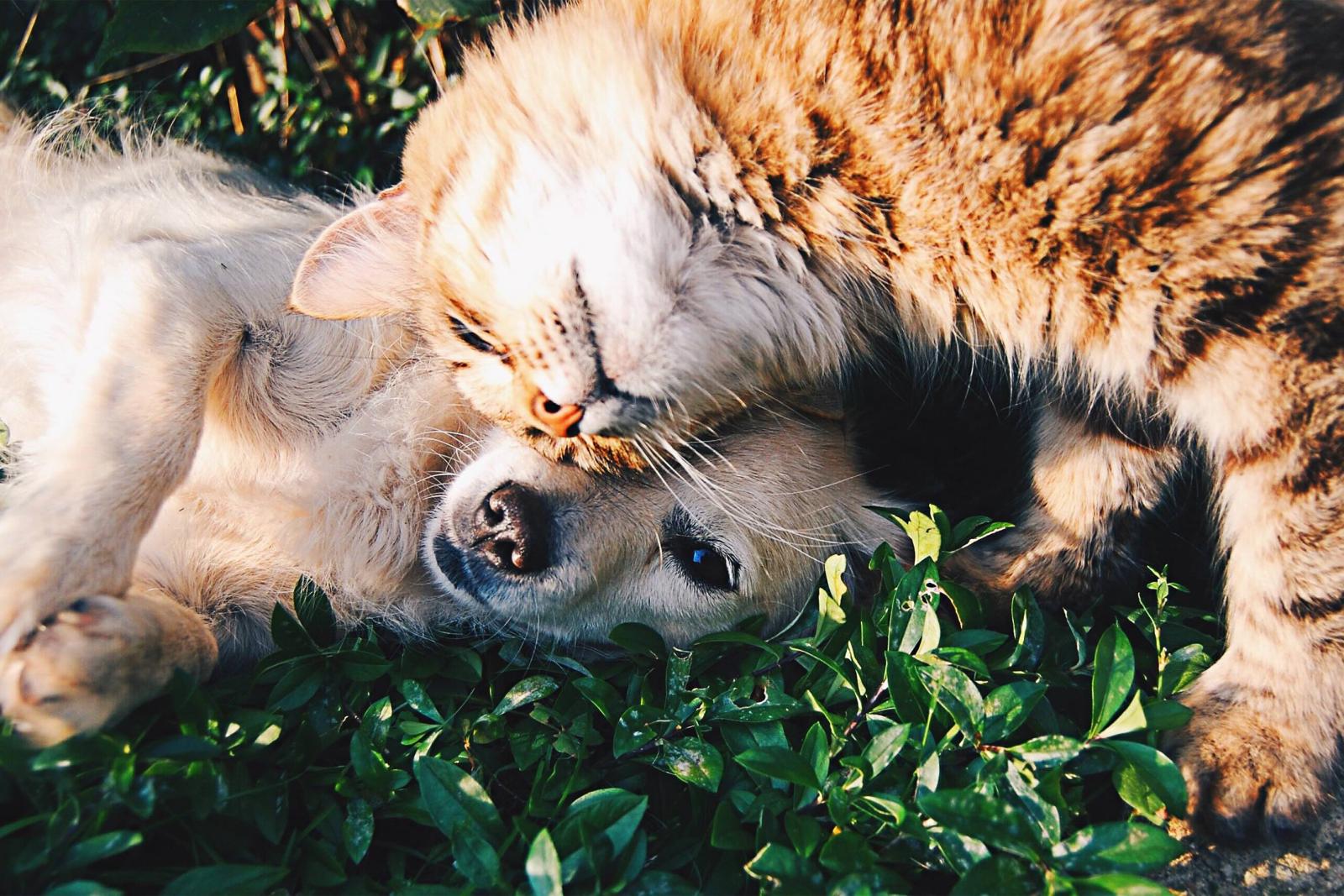 A playful moment between a fluffy orange tabby cat and a light-colored dog lying together on green grass. The cat affectionately rubs its head against the dog's face, while the dog gazes calmly at the camera. The scene captures a heartwarming display of friendship and companionship between the two animals in an outdoor setting.