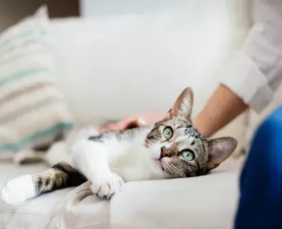 A tabby cat with green eyes lounging on a sofa, enjoying gentle petting from a person nearby.
