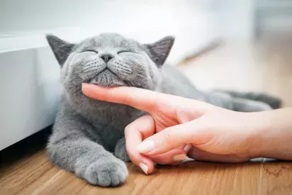 A content gray cat lying on a wooden floor, enjoying a chin scratch from a human hand.