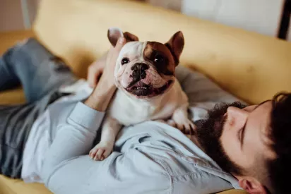 Close-up of a happy French Bulldog sitting on a man's chest as he relaxes on a yellow couch.