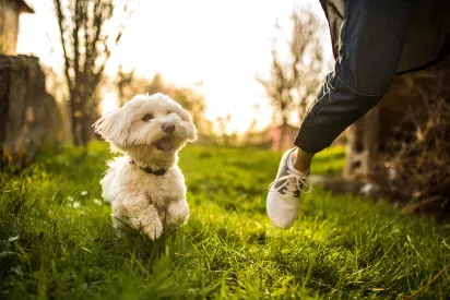 A small white dog joyfully running through a grassy field alongside a person in sneakers and jeans.
