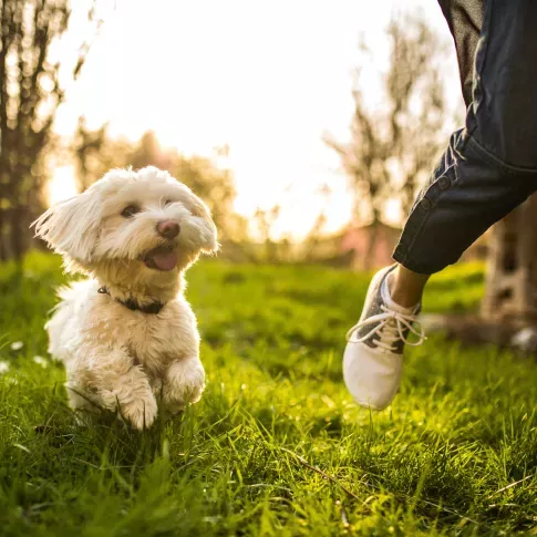 A small white dog joyfully running through a grassy yard alongside a person in casual shoes and jeans.