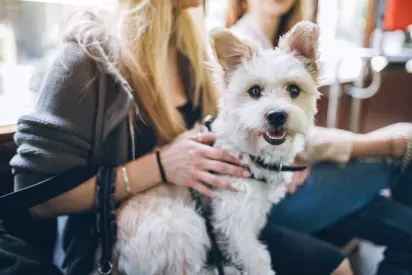 A small, fluffy white dog sits on its owner's lap, looking cheerful and engaged.