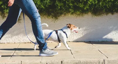 Small dog being walked