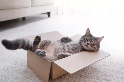 A relaxed tabby cat lies in a cardboard box, playfully stretching its paws and winking one eye.