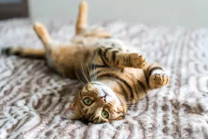 A close-up of a playful orange tabby cat lying on its back on a soft, patterned blanket.