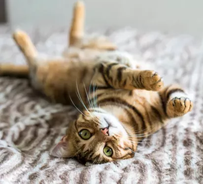 Playful cat lying on its back, stretching and relaxing on a soft bed, with a content expression and striking green eyes.