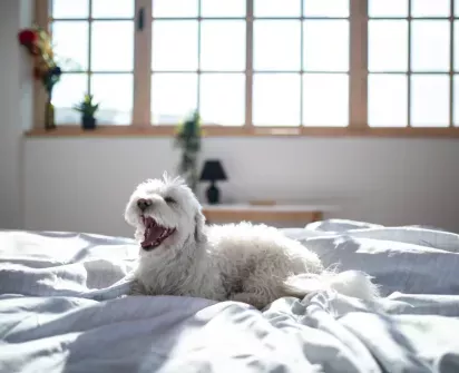  Small dog yawning while lying on a bed in a sunlit room, with large windows and soft lighting creating a peaceful atmosphere.