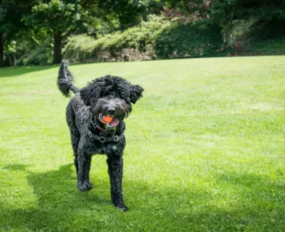 A playful black dog with a ball in its mouth runs happily across a grassy field, enjoying its time outdoors.