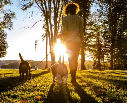 This image captures a person walking their dogs in a serene, sunlit park, surrounded by tall trees and open green space, ideal for pet-friendly living.