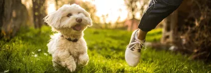  Small white dog happily running through the grass, with a person’s leg in the background, enjoying a lively outdoor moment in the sunlight.