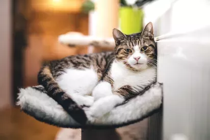 A relaxed tabby cat lounging on a soft perch, radiating a calm and content demeanor.