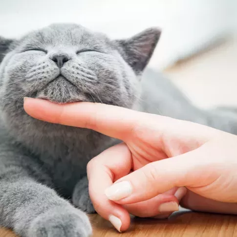 A relaxed gray cat enjoys gentle chin scratches, lying contentedly on a wooden floor in a cozy, well-lit space.