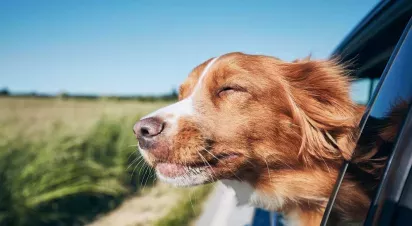 Dog enjoying a car ride with its head out of the window, eyes squinting in the sunlight and fur blowing in the breeze, radiating pure joy.