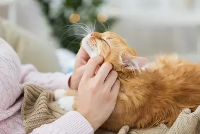 An orange cat enjoys a gentle chin scratch from a person wearing a pink sweater.