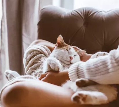 A cozy scene of a person in a knitted sweater cradling a relaxed orange-and-white cat in their lap, exuding warmth and comfort.