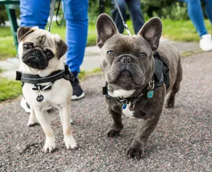 Two dogs on leashes walking outdoors, a pug on the left and a French bulldog on the right, with people in the background enjoying a park setting.