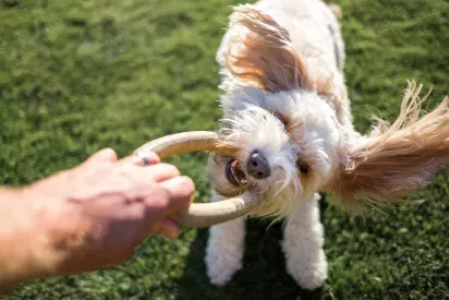 Dog playing tug of war with ring toy