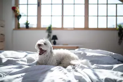 A fluffy white dog yawns while lounging on a sunlit bed, with a large window and cozy decor in the background.